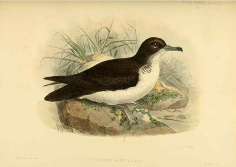 Reproducción/Reproduction 47584958922: A monograph of the petrels (order Tubinares) /. London :Witherby & Co. ...,1907-1910.. 