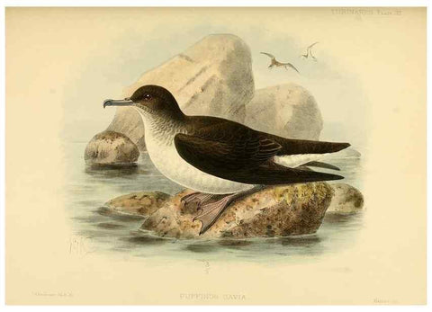 Reproducción/Reproduction 40671184793: A monograph of the petrels (order Tubinares) /. London :Witherby & Co. ...,1907-1910.. 