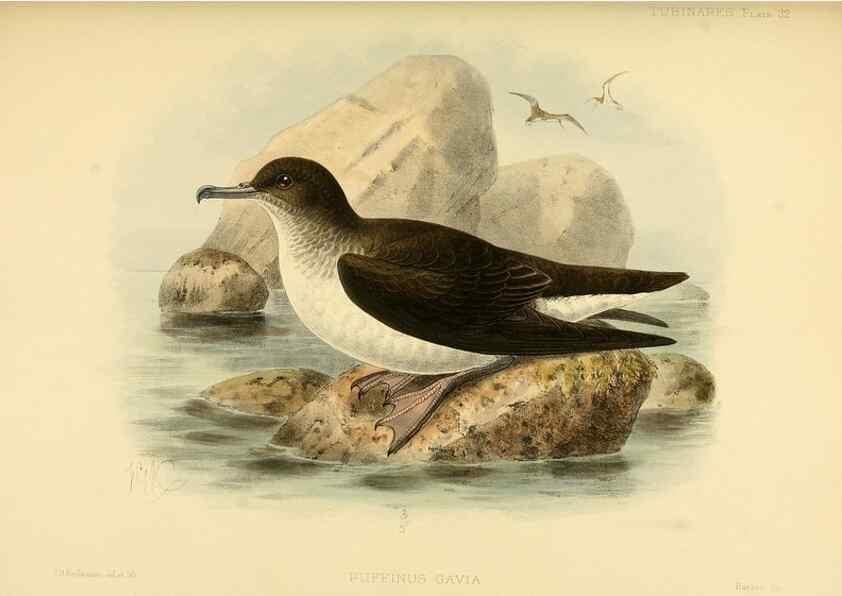 Reproducción/Reproduction 40671184793: A monograph of the petrels (order Tubinares) /. London :Witherby & Co. ...,1907-1910.. 