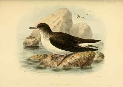 Reproducción/Reproduction 40671184793: A monograph of the petrels (order Tubinares) /. London :Witherby & Co. ...,1907-1910.. 