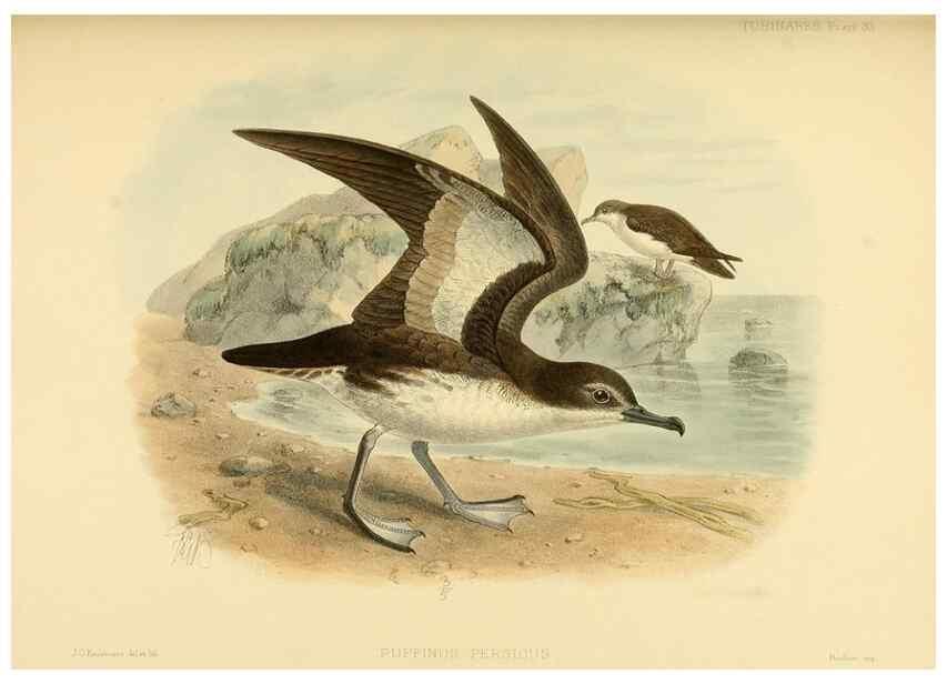 Reproducción/Reproduction 33760278578: A monograph of the petrels (order Tubinares) /. London :Witherby & Co. ...,1907-1910.. 