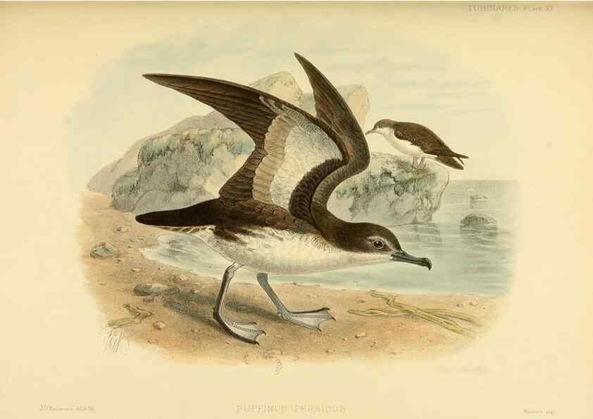 Reproducción/Reproduction 33760278578: A monograph of the petrels (order Tubinares) /. London :Witherby & Co. ...,1907-1910.. 