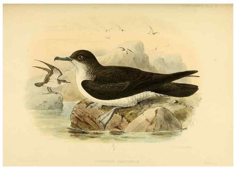 Reproducción/Reproduction 33760279108: A monograph of the petrels (order Tubinares) /. London :Witherby & Co. ...,1907-1910.. 