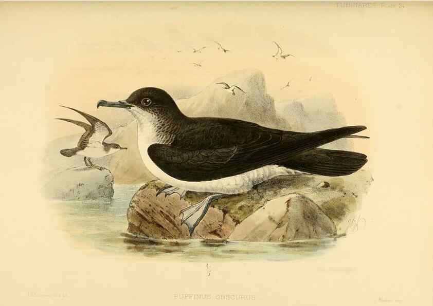 Reproducción/Reproduction 33760279108: A monograph of the petrels (order Tubinares) /. London :Witherby & Co. ...,1907-1910.. 