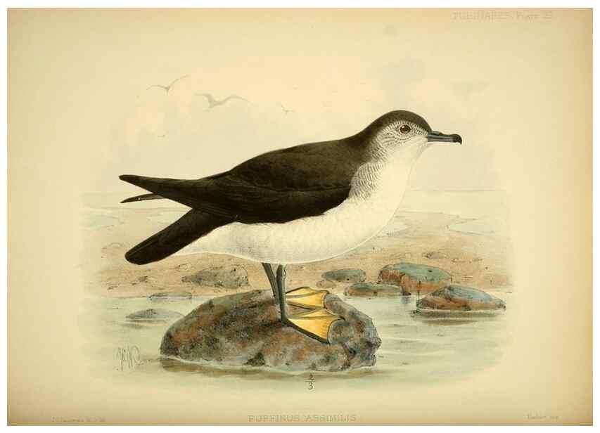 Reproducción/Reproduction 46722064005: A monograph of the petrels (order Tubinares) /. London :Witherby & Co. ...,1907-1910.. 