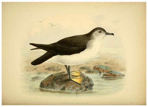 Reproducción/Reproduction 46722064005: A monograph of the petrels (order Tubinares) /. London :Witherby & Co. ...,1907-1910.. 