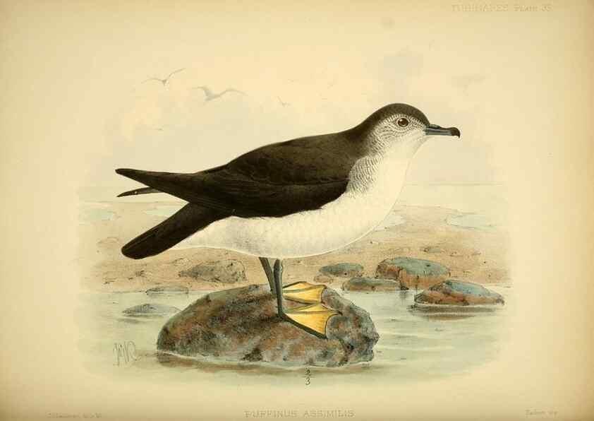 Reproducción/Reproduction 46722064005: A monograph of the petrels (order Tubinares) /. London :Witherby & Co. ...,1907-1910.. 
