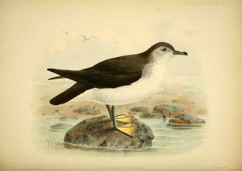 Reproducción/Reproduction 46722064005: A monograph of the petrels (order Tubinares) /. London :Witherby & Co. ...,1907-1910.. 