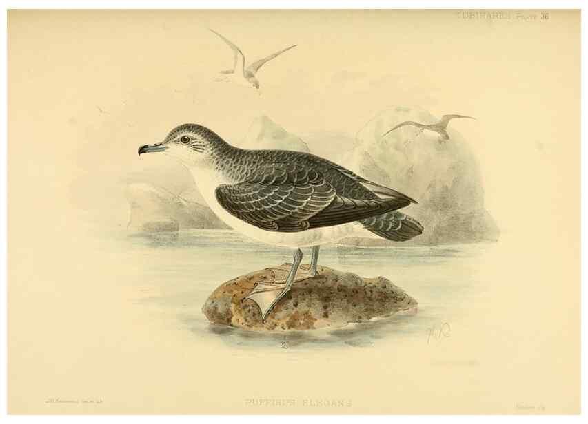 Reproducción/Reproduction 33760280368: A monograph of the petrels (order Tubinares) /. London :Witherby & Co. ...,1907-1910.. 