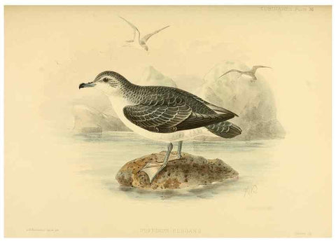 Reproducción/Reproduction 33760280368: A monograph of the petrels (order Tubinares) /. London :Witherby & Co. ...,1907-1910.. 