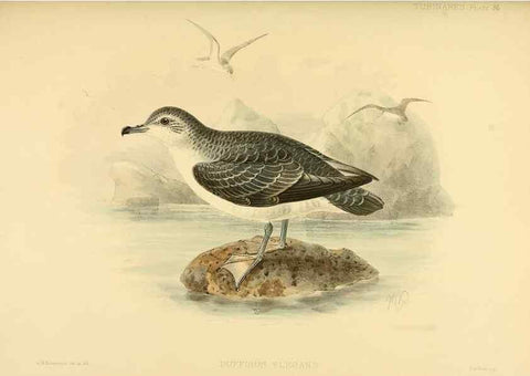 Reproducción/Reproduction 33760280368: A monograph of the petrels (order Tubinares) /. London :Witherby & Co. ...,1907-1910.. 