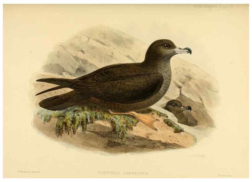 Reproducción/Reproduction 33760280918: A monograph of the petrels (order Tubinares) /. London :Witherby & Co. ...,1907-1910.. 