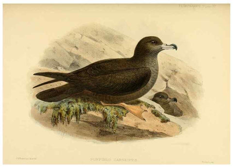 Reproducción/Reproduction 33760280918: A monograph of the petrels (order Tubinares) /. London :Witherby & Co. ...,1907-1910.. 