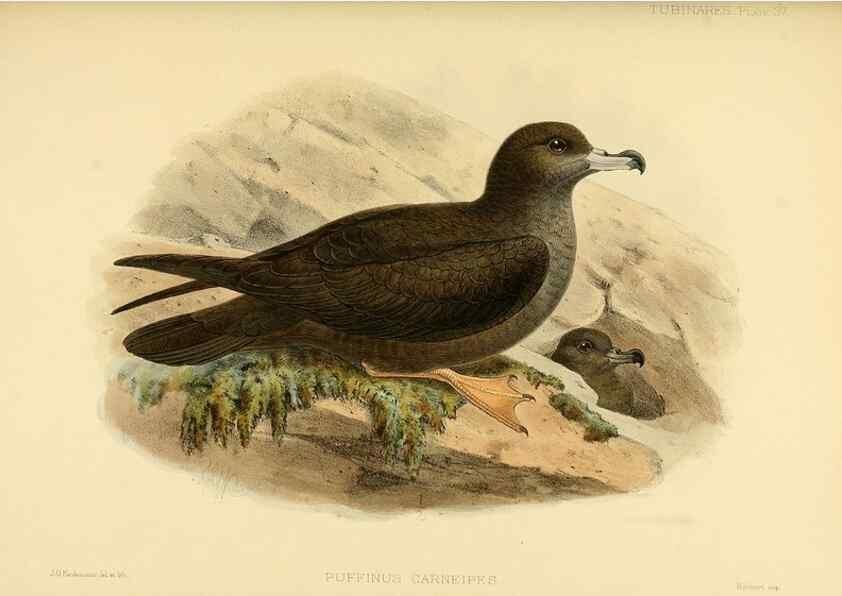 Reproducción/Reproduction 33760280918: A monograph of the petrels (order Tubinares) /. London :Witherby & Co. ...,1907-1910.. 