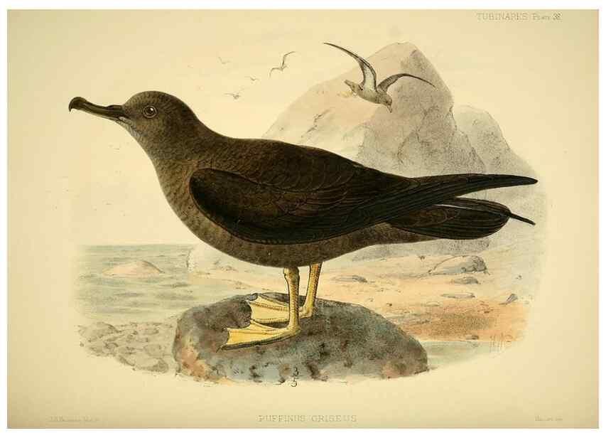 Reproducción/Reproduction 40671186003: A monograph of the petrels (order Tubinares) /. London :Witherby & Co. ...,1907-1910.. 