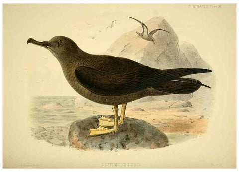 Reproducción/Reproduction 40671186003: A monograph of the petrels (order Tubinares) /. London :Witherby & Co. ...,1907-1910.. 