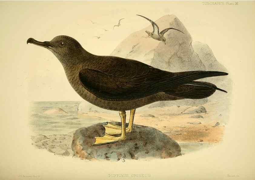 Reproducción/Reproduction 40671186003: A monograph of the petrels (order Tubinares) /. London :Witherby & Co. ...,1907-1910.. 