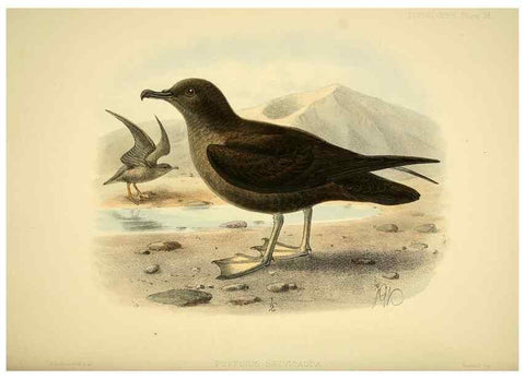 Reproducción/Reproduction 40671186103: A monograph of the petrels (order Tubinares) /. London :Witherby & Co. ...,1907-1910.. 