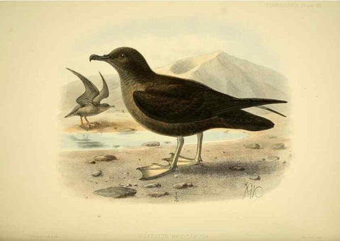 Reproducción/Reproduction 40671186103: A monograph of the petrels (order Tubinares) /. London :Witherby & Co. ...,1907-1910.. 