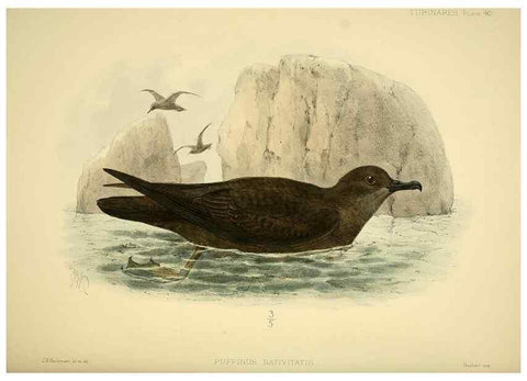 Reproducción/Reproduction 47637766881: A monograph of the petrels (order Tubinares) /. London :Witherby & Co. ...,1907-1910.. 