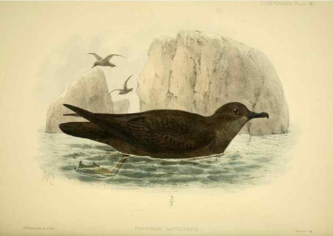 Reproducción/Reproduction 47637766881: A monograph of the petrels (order Tubinares) /. London :Witherby & Co. ...,1907-1910.. 