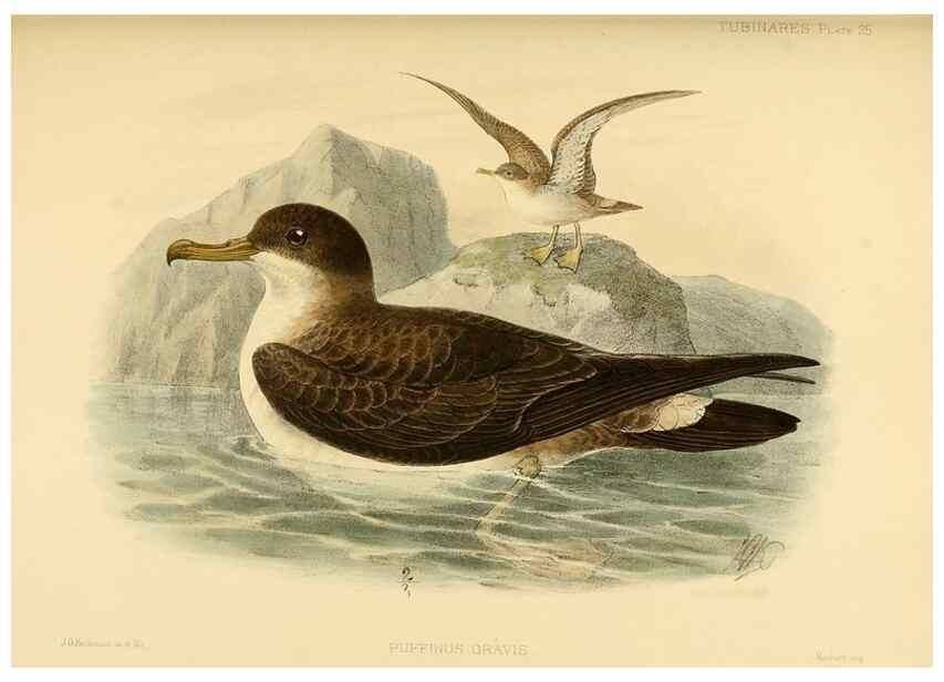 Reproducción/Reproduction 47584955602: A monograph of the petrels (order Tubinares) /. London :Witherby & Co. ...,1907-1910.. 