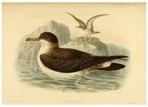 Reproducción/Reproduction 47584955602: A monograph of the petrels (order Tubinares) /. London :Witherby & Co. ...,1907-1910.. 