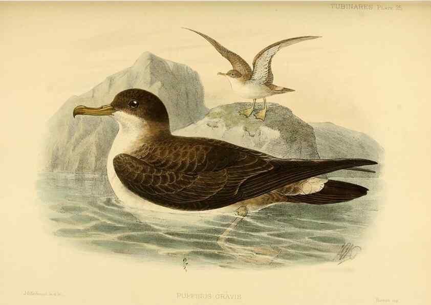 Reproducción/Reproduction 47584955602: A monograph of the petrels (order Tubinares) /. London :Witherby & Co. ...,1907-1910.. 