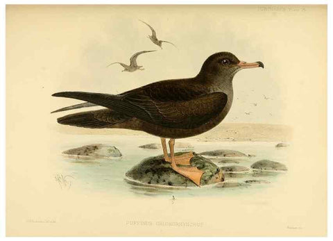 Reproducción/Reproduction 46913461324: A monograph of the petrels (order Tubinares) /. London :Witherby & Co. ...,1907-1910.. 