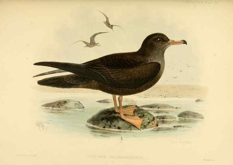 Reproducción/Reproduction 46913461324: A monograph of the petrels (order Tubinares) /. London :Witherby & Co. ...,1907-1910.. 