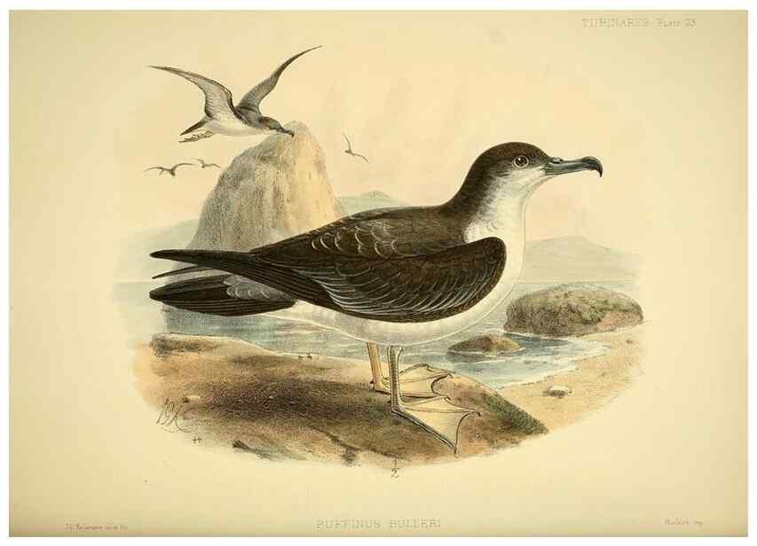 Reproducción/Reproduction 47584954552: A monograph of the petrels (order Tubinares) /. London :Witherby & Co. ...,1907-1910.. 