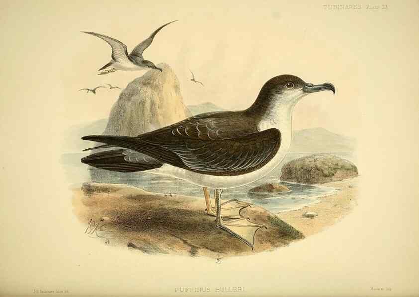 Reproducción/Reproduction 47584954552: A monograph of the petrels (order Tubinares) /. London :Witherby & Co. ...,1907-1910.. 