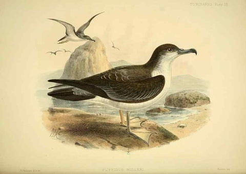 Reproducción/Reproduction 47584954552: A monograph of the petrels (order Tubinares) /. London :Witherby & Co. ...,1907-1910.. 