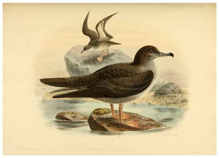 Reproducción/Reproduction 47637758701: A monograph of the petrels (order Tubinares) /. London :Witherby & Co. ...,1907-1910.. 