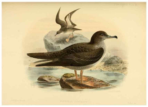 Reproducción/Reproduction 47637758701: A monograph of the petrels (order Tubinares) /. London :Witherby & Co. ...,1907-1910.. 