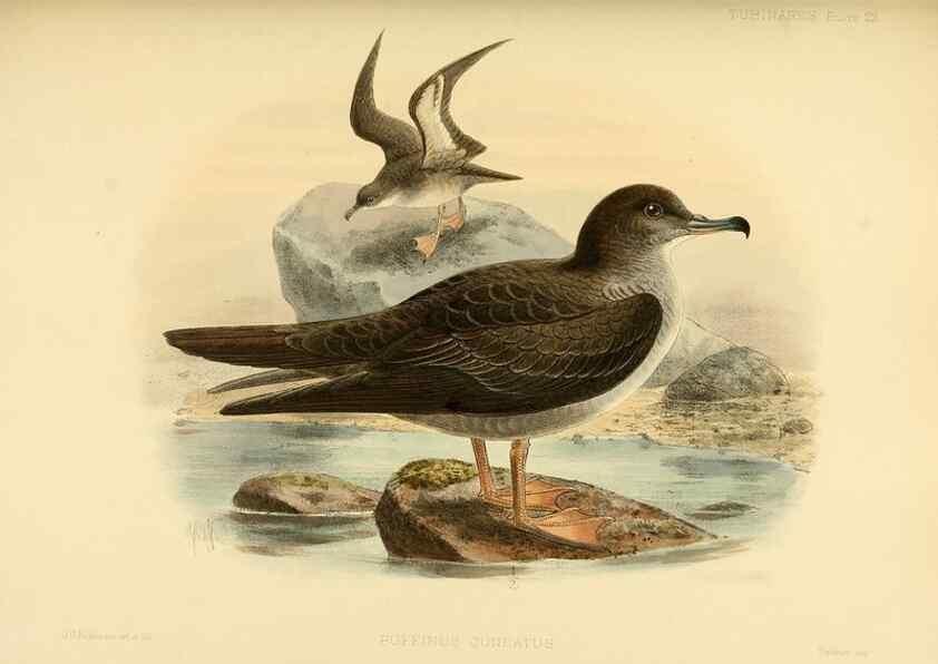 Reproducción/Reproduction 47637758701: A monograph of the petrels (order Tubinares) /. London :Witherby & Co. ...,1907-1910.. 