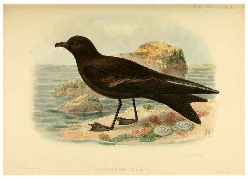 Reproducción/Reproduction 46913452244: A monograph of the petrels (order Tubinares) /. London :Witherby & Co. ...,1907-1910.. 