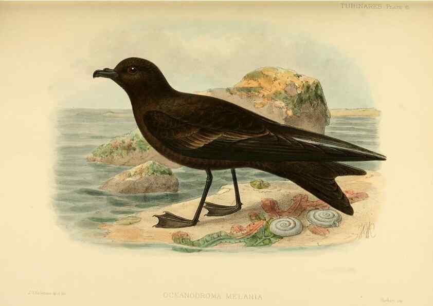 Reproducción/Reproduction 46913452244: A monograph of the petrels (order Tubinares) /. London :Witherby & Co. ...,1907-1910.. 