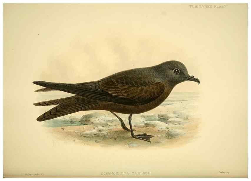 Reproducción/Reproduction 47584942882: A monograph of the petrels (order Tubinares) /. London :Witherby & Co. ...,1907-1910.. 