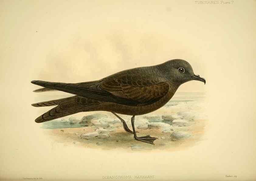 Reproducción/Reproduction 47584942882: A monograph of the petrels (order Tubinares) /. London :Witherby & Co. ...,1907-1910.. 