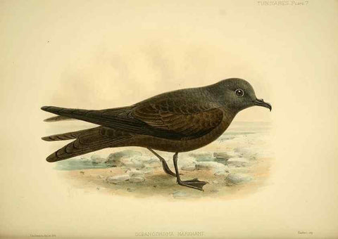 Reproducción/Reproduction 47584942882: A monograph of the petrels (order Tubinares) /. London :Witherby & Co. ...,1907-1910.. 