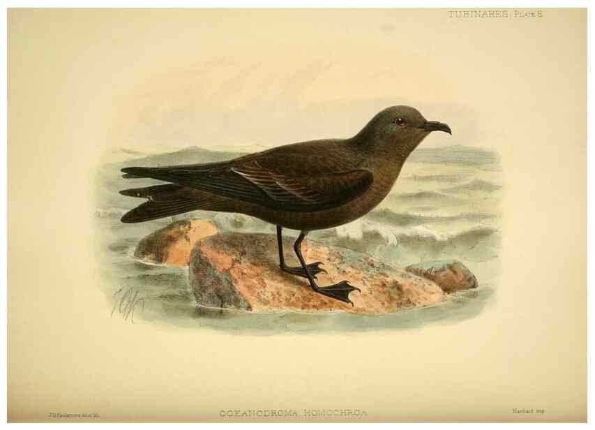 Reproducción/Reproduction 40671172623: A monograph of the petrels (order Tubinares) /. London :Witherby & Co. ...,1907-1910.. 