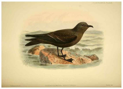 Reproducción/Reproduction 40671172623: A monograph of the petrels (order Tubinares) /. London :Witherby & Co. ...,1907-1910.. 