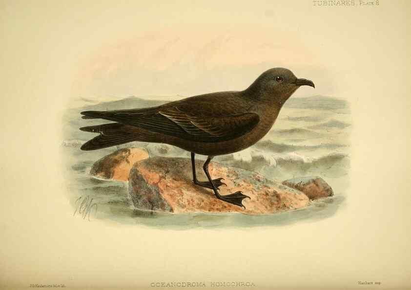 Reproducción/Reproduction 40671172623: A monograph of the petrels (order Tubinares) /. London :Witherby & Co. ...,1907-1910.. 