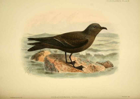Reproducción/Reproduction 40671172623: A monograph of the petrels (order Tubinares) /. London :Witherby & Co. ...,1907-1910.. 