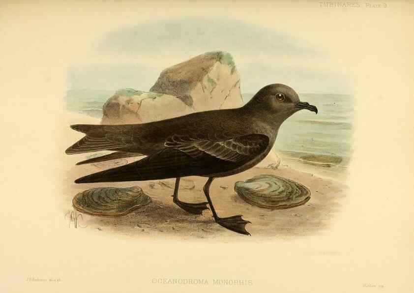Reproducción/Reproduction 33760262258: A monograph of the petrels (order Tubinares) /. London :Witherby & Co. ...,1907-1910.. 