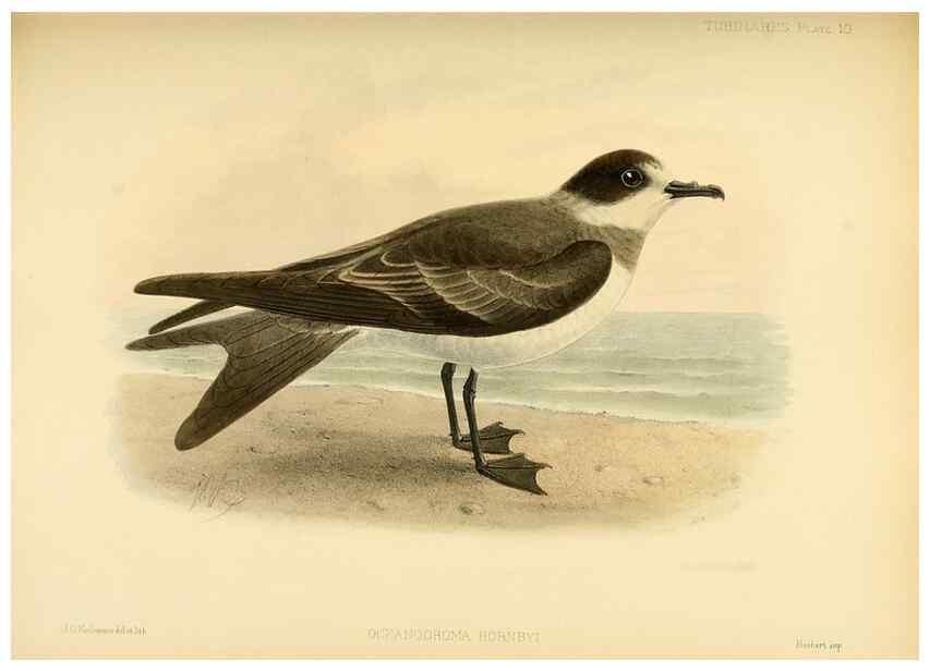 Reproducción/Reproduction 40671174183: A monograph of the petrels (order Tubinares) /. London :Witherby & Co. ...,1907-1910.. 