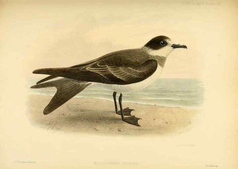 Reproducción/Reproduction 40671174183: A monograph of the petrels (order Tubinares) /. London :Witherby & Co. ...,1907-1910.. 