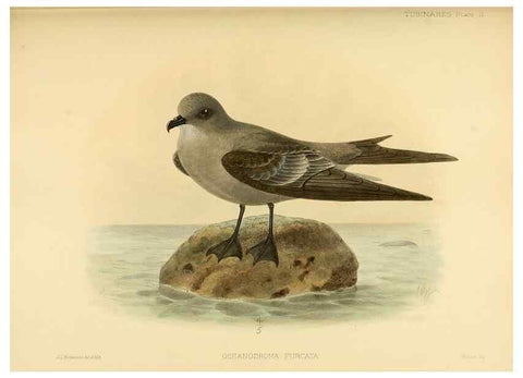 Reproducción/Reproduction 46913454284: A monograph of the petrels (order Tubinares) /. London :Witherby & Co. ...,1907-1910.. 