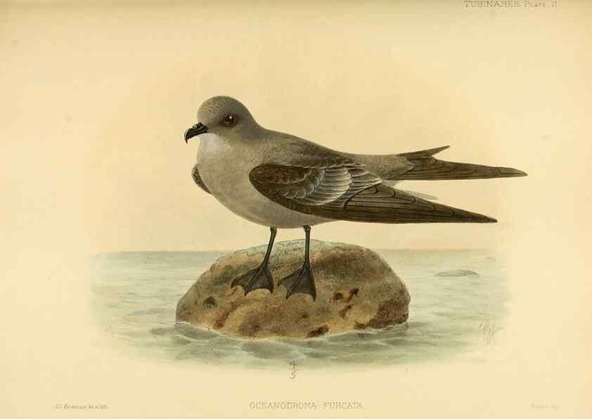 Reproducción/Reproduction 46913454284: A monograph of the petrels (order Tubinares) /. London :Witherby & Co. ...,1907-1910.. 